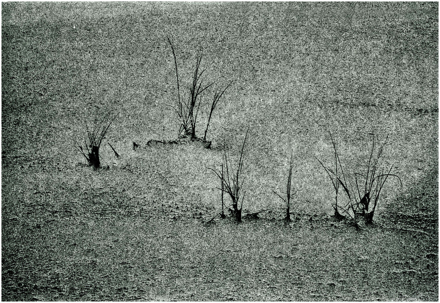 Fotoradierung: Dünengräser