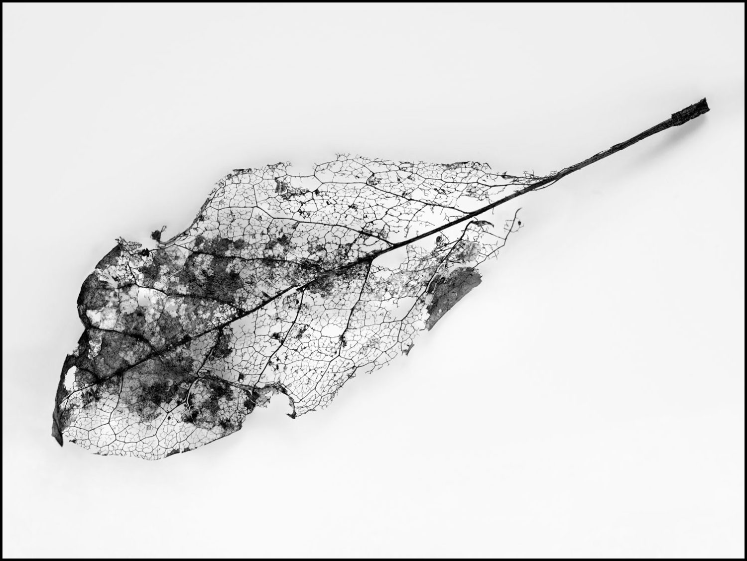 Schwarz-Weiß-Fotografie: Pflanzenblattgerippe auf weißem Grund