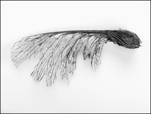 Schwarz-Weiß-Fotografie: Samenpropeller in der Nahansicht auf weißem Grund