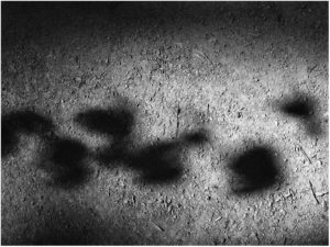 Schwarz-Weiß-Fotografie: Schatten von Pflanzenblättern auf mit Steinen durchsetzten Waldboden