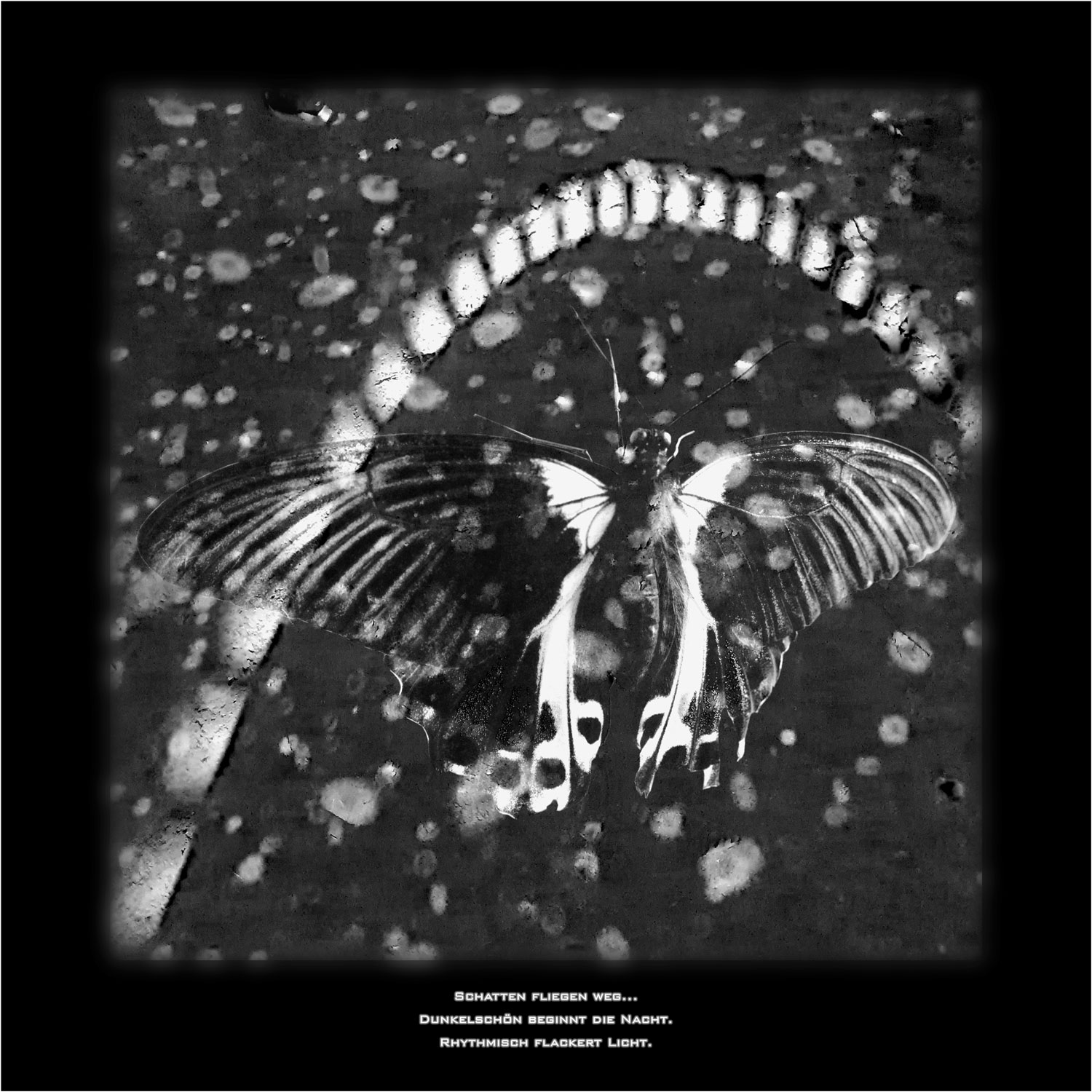 Schwarz-Weiß-Fotografie von einem Schmetterling vor einem Hintergrund mit Lichtreflexen. Das Motiv ist mit einem Kurzgedicht beschriftet.