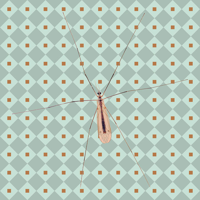 Farbaufnahme von einem Insekt vor einem gemusterten Hintergrund