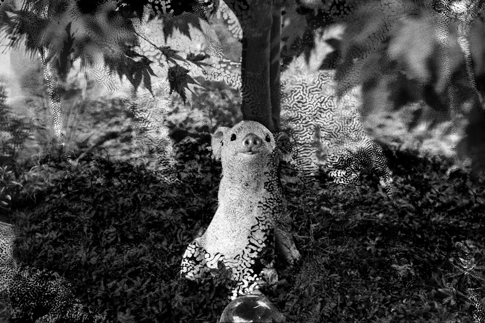 Analoge Schwarz-Weiß-Fotografie v. einem künstlichen Ferkel unter einem Baum im Garten